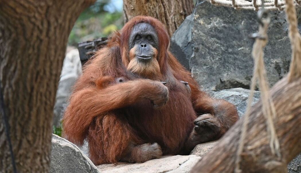 Orang-Utan-Dame Bella im Tierpark Hagenbeck