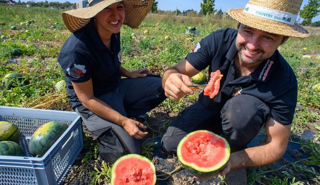 Melonenernte in Sachsen-Anhalt