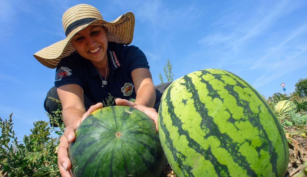 Melonenernte in Sachsen-Anhalt