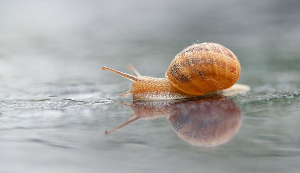 Schnecke