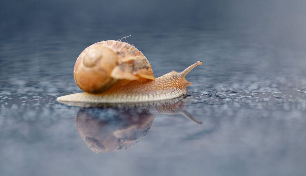 Schnecke