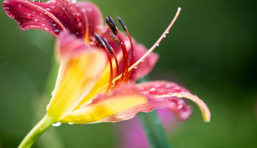 Blüte einer Taglilie (Hemerocallis)