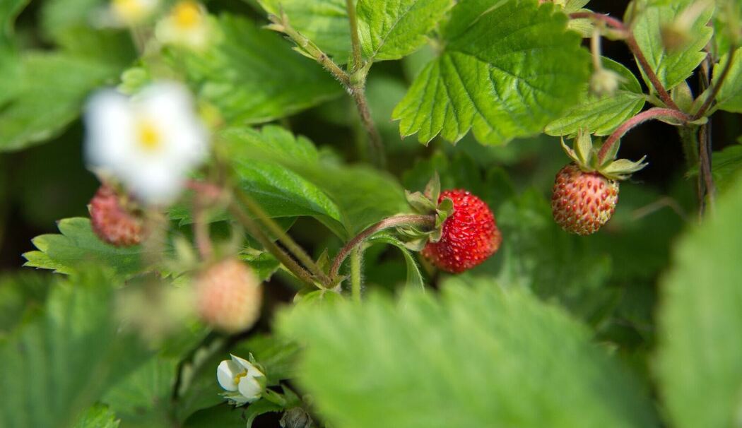 Walderdbeeren (Fragaria vesca) wachsen in einem Garten