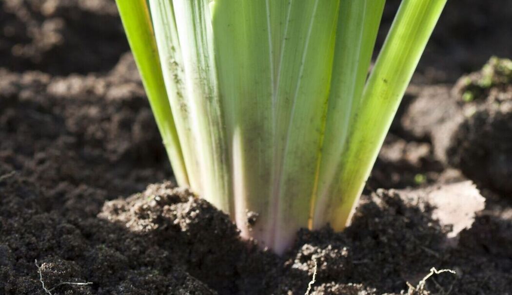 Geteilte Staude einer Iris