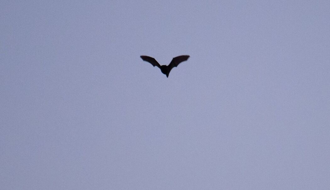 Fledermaus
