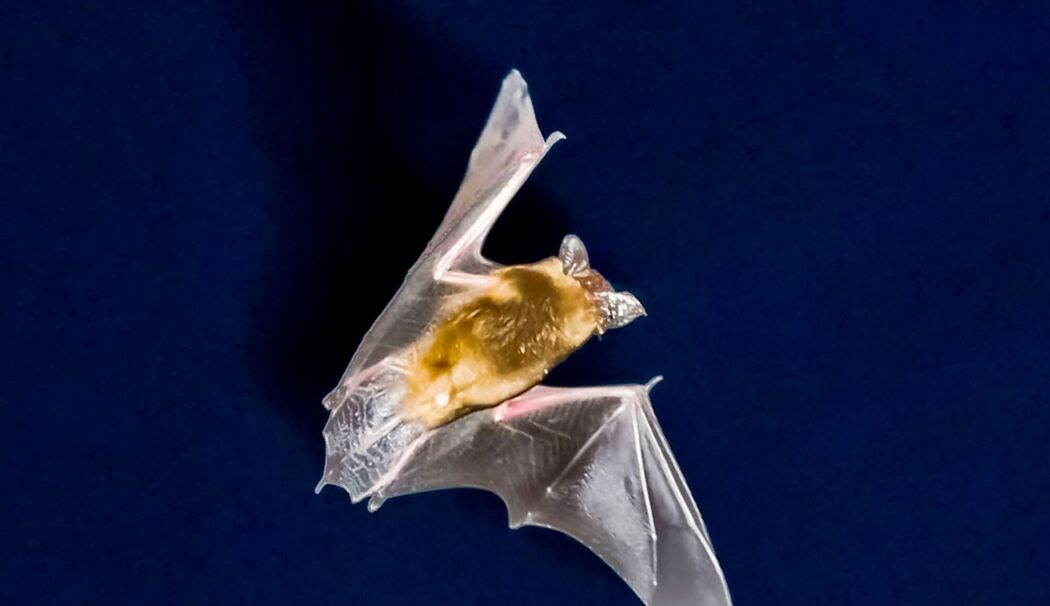 Fledermaus