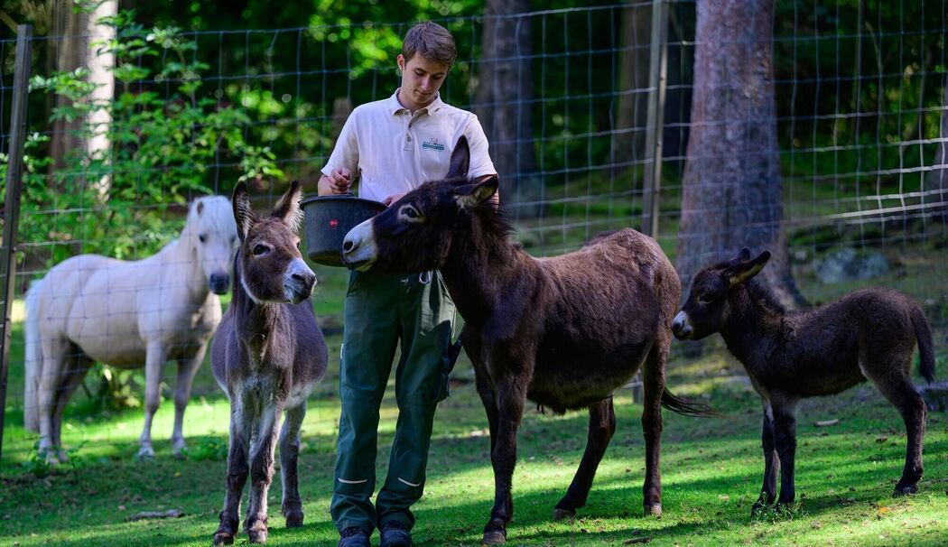 Nachwuchs im Wildtierpark Lüneburger Heide