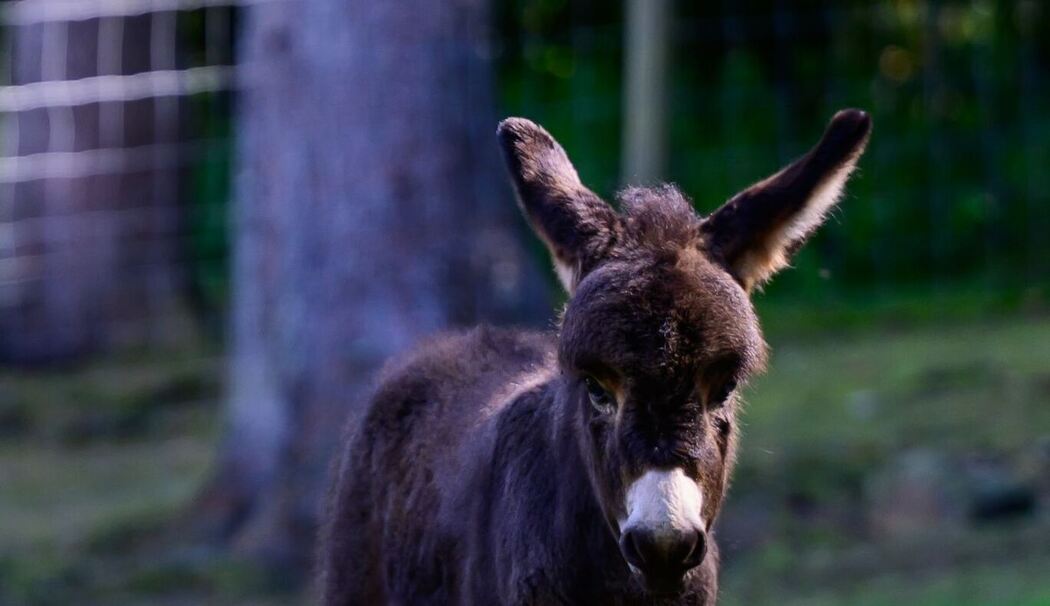 Nachwuchs im Wildtierpark Lüneburger Heide