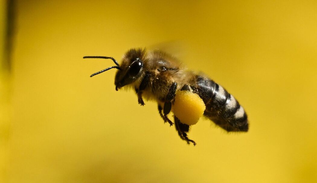 Bienen