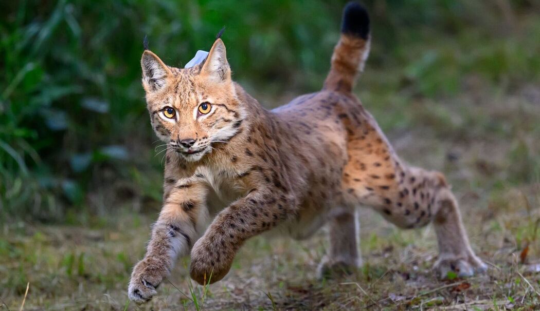 Weiterer Luchs in Sachsen ausgewildert
