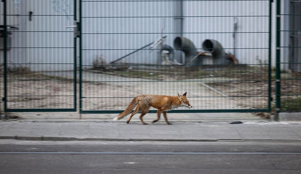 Fuchs in Innenstadt
