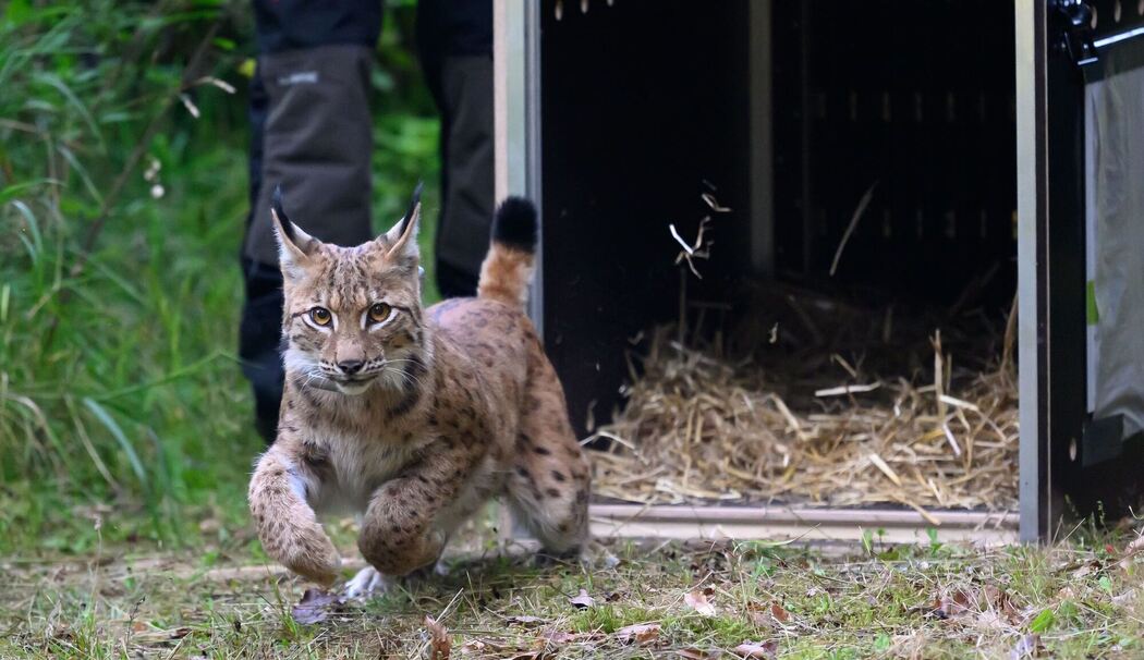 Weiterer Luchs in Sachsen ausgewildert