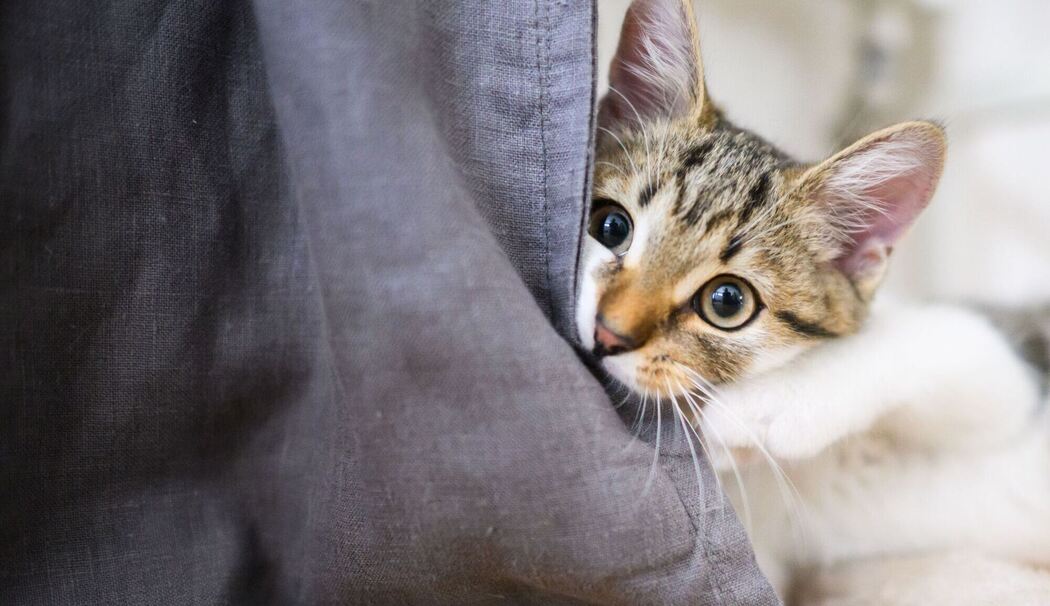 Eine junge Katze spielt in einer Wohnung