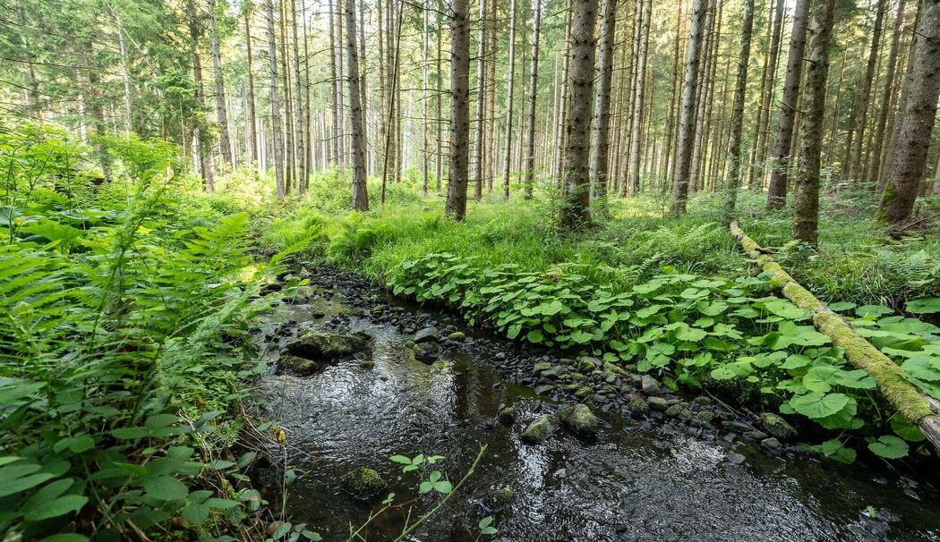 Bach im Wald