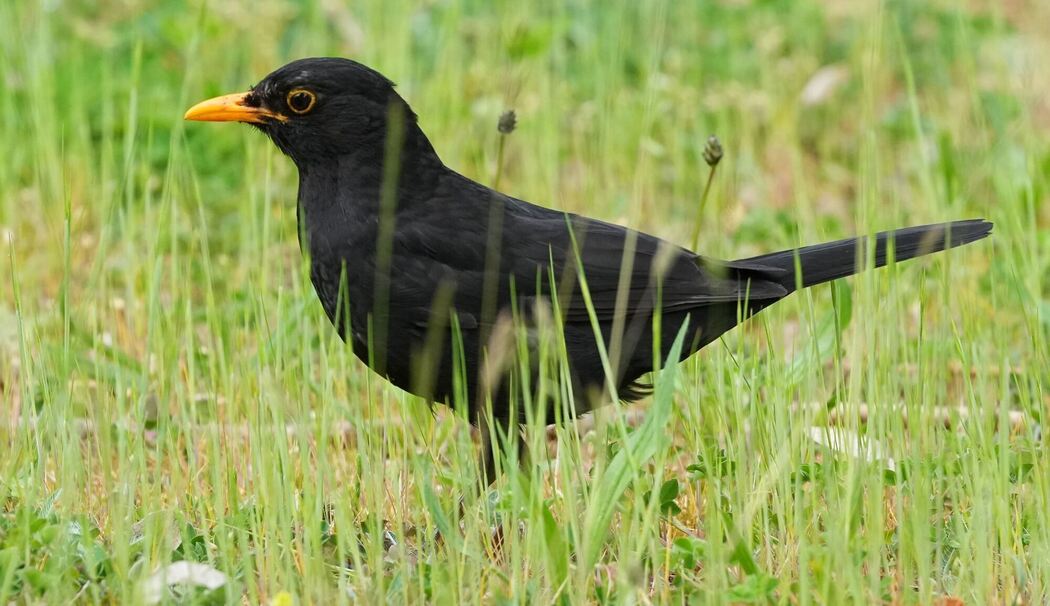 Amsel