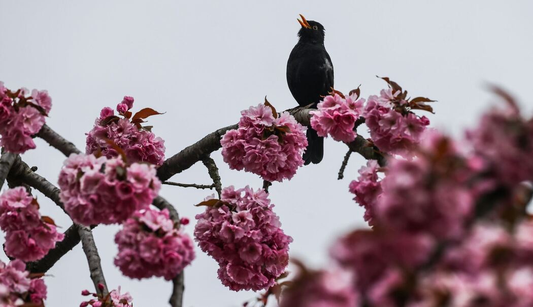 Wetter vor Ostern in Köln