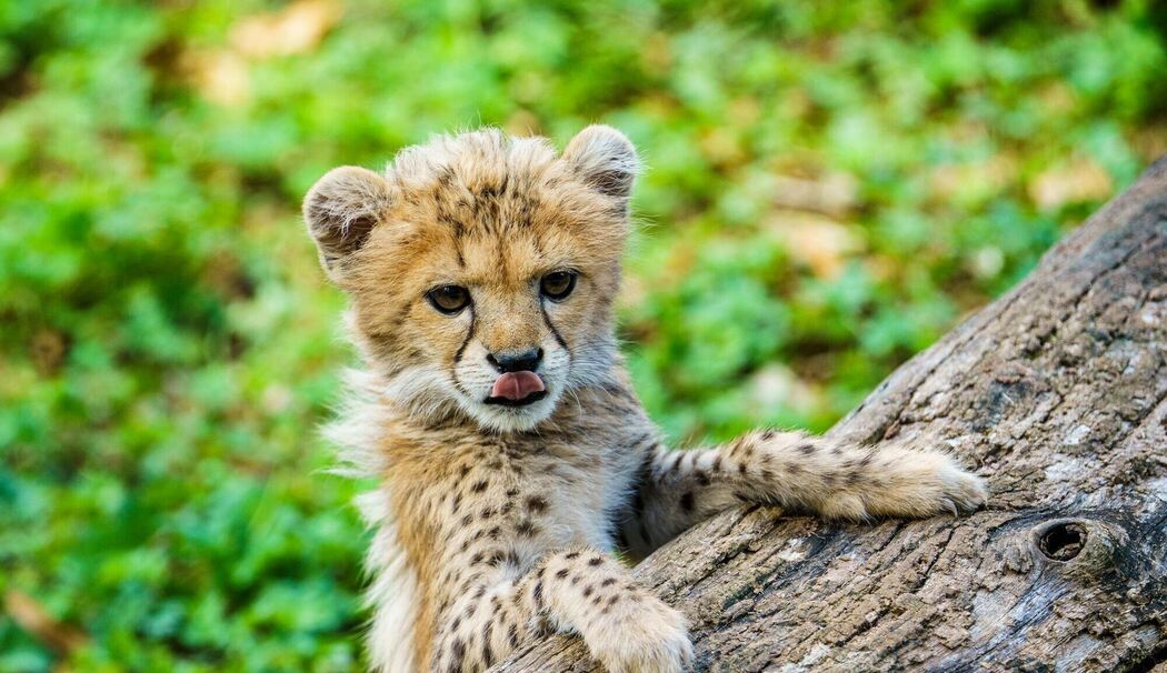 Vorstellung Gepardenbaby im Landauer Zoo