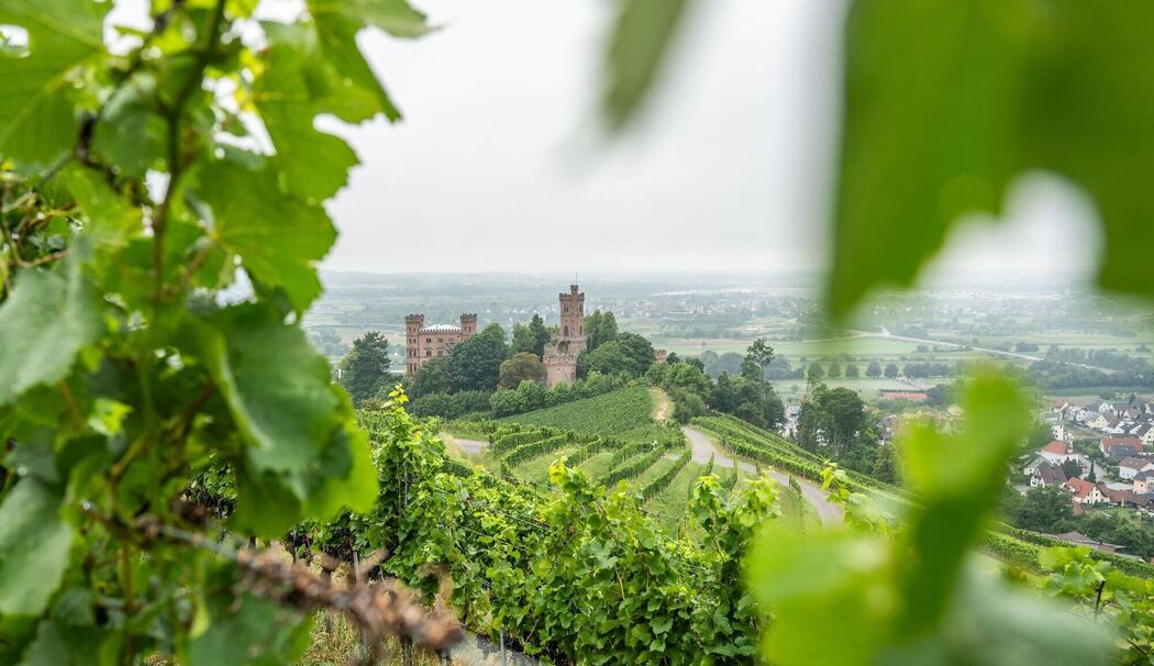 Weinberge rings um das Schloss Ortenberg