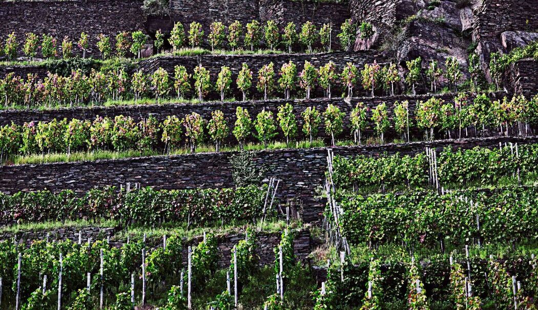 Weinberge entlang der Ahr