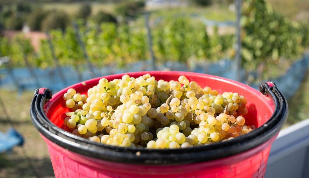 Rieslingtrauben während der Weinlese