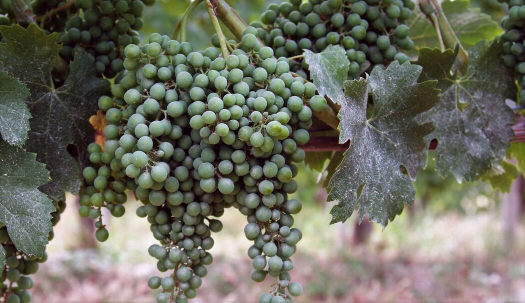 Nebbiolo-Trauben in Barolo