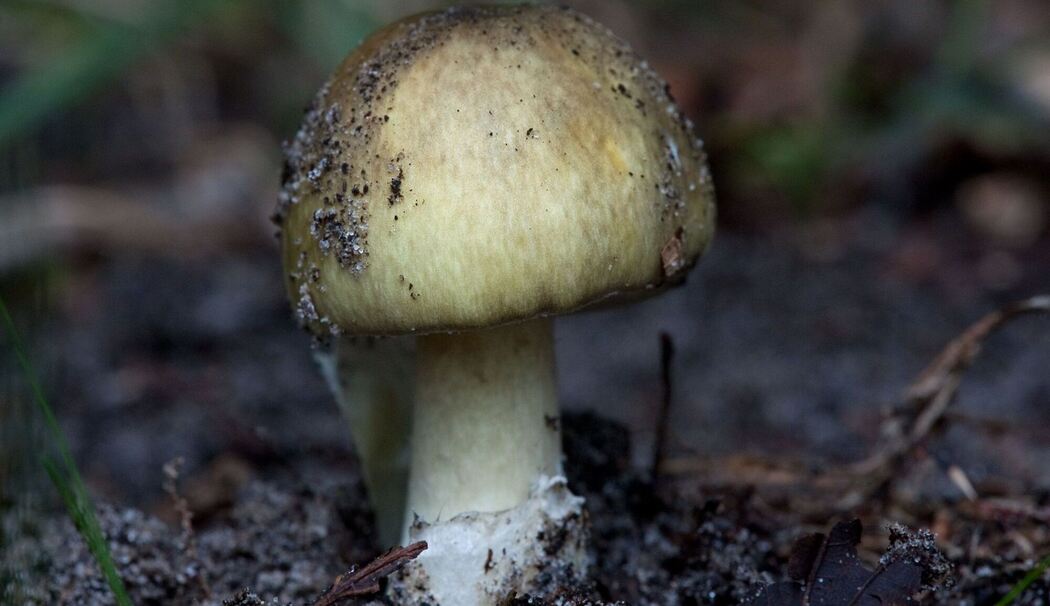 Grüner Knollenblätterpilz (Amanita phalloides)