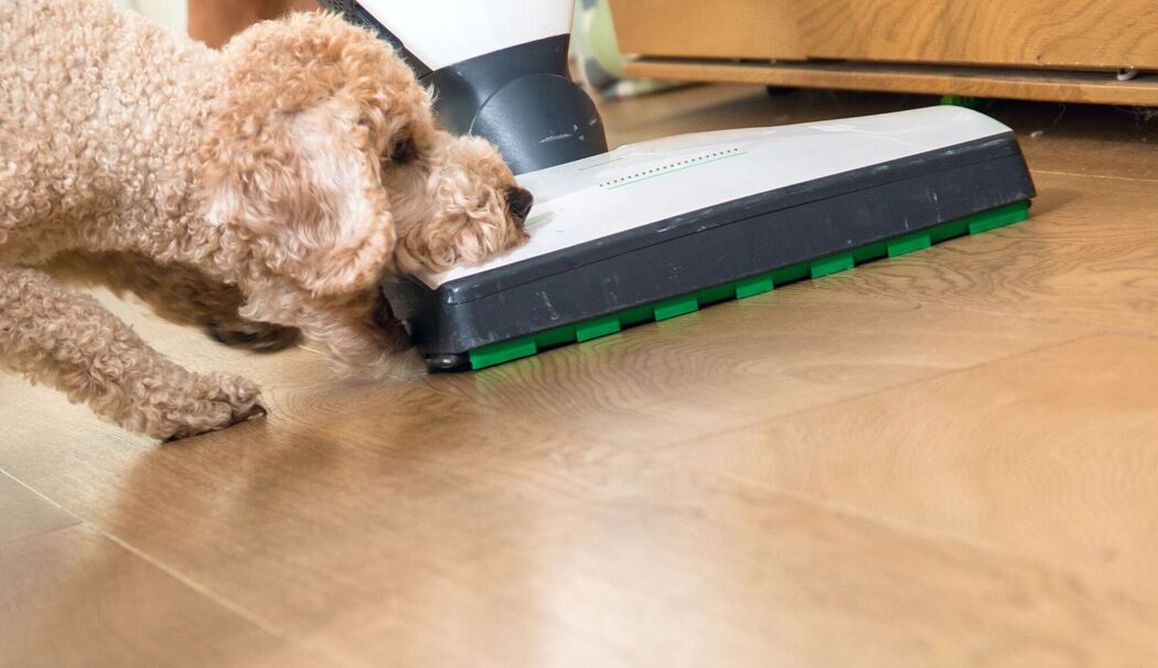 Hund beisst in einen Staubsauger