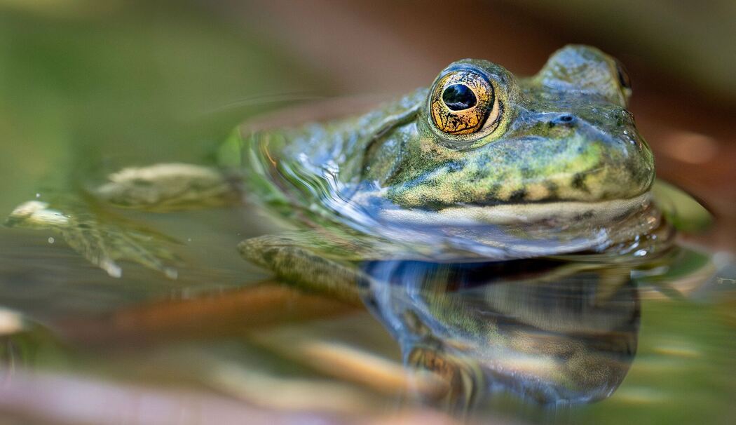 Ochsenfrosch in Oregon