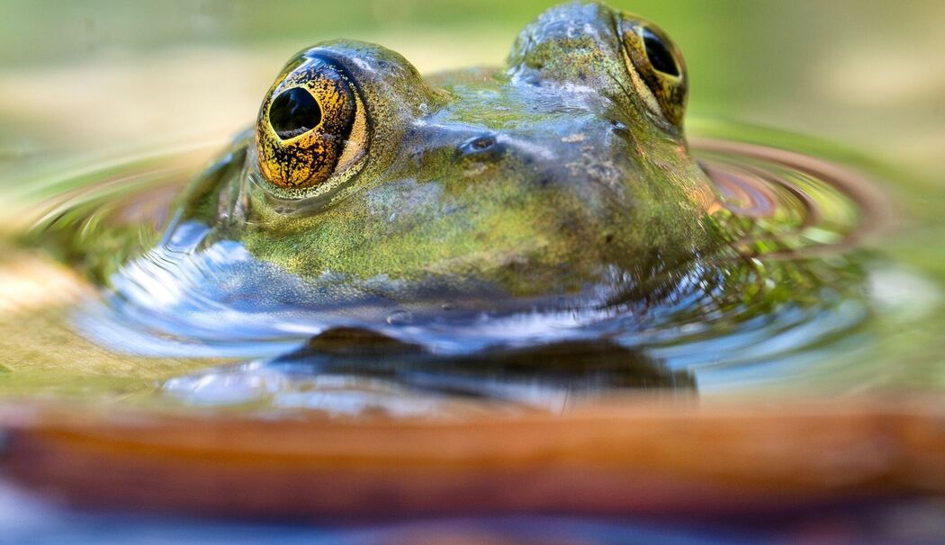 Ochsenfrosch in Oregon