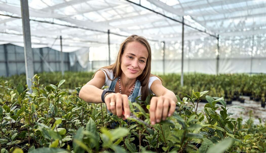Globaler Matcha-Boom sorgt für Engpässe