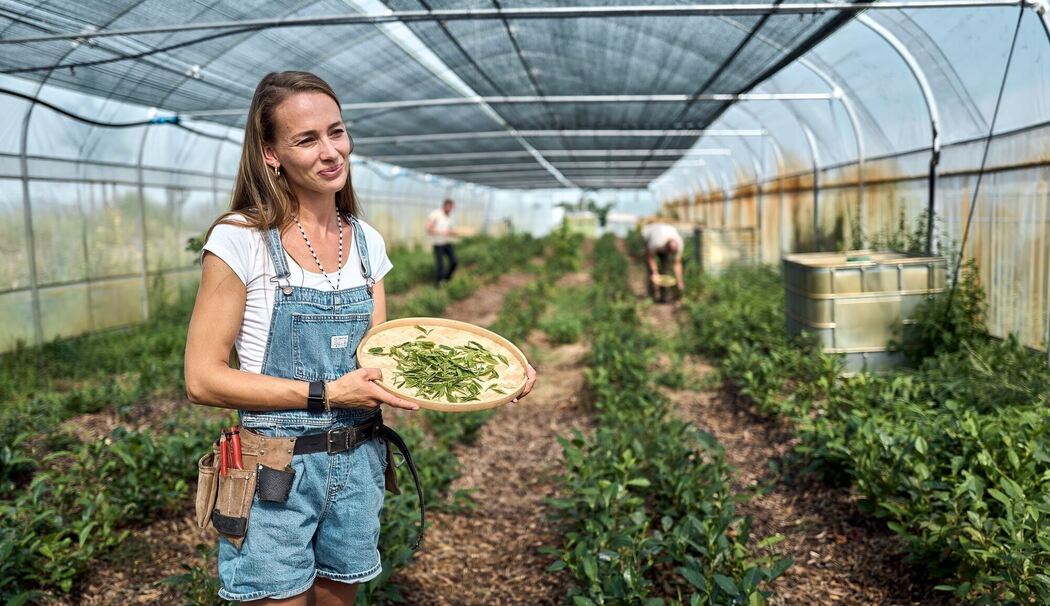 Globaler Matcha-Boom sorgt für Engpässe