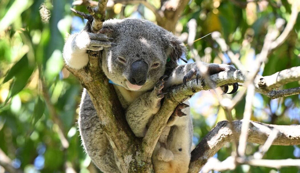 Impfstoff für Koalas