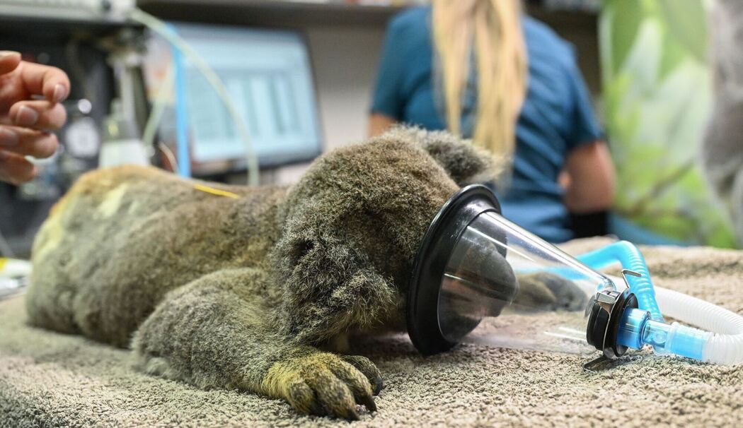 Impfstoff für Koalas