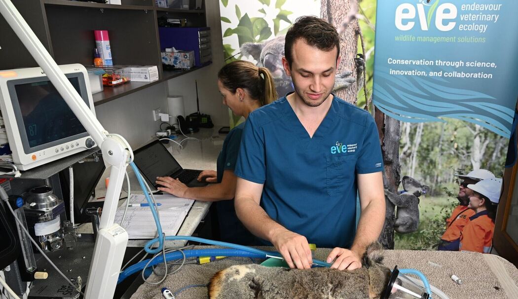 Impfstoff für Koalas
