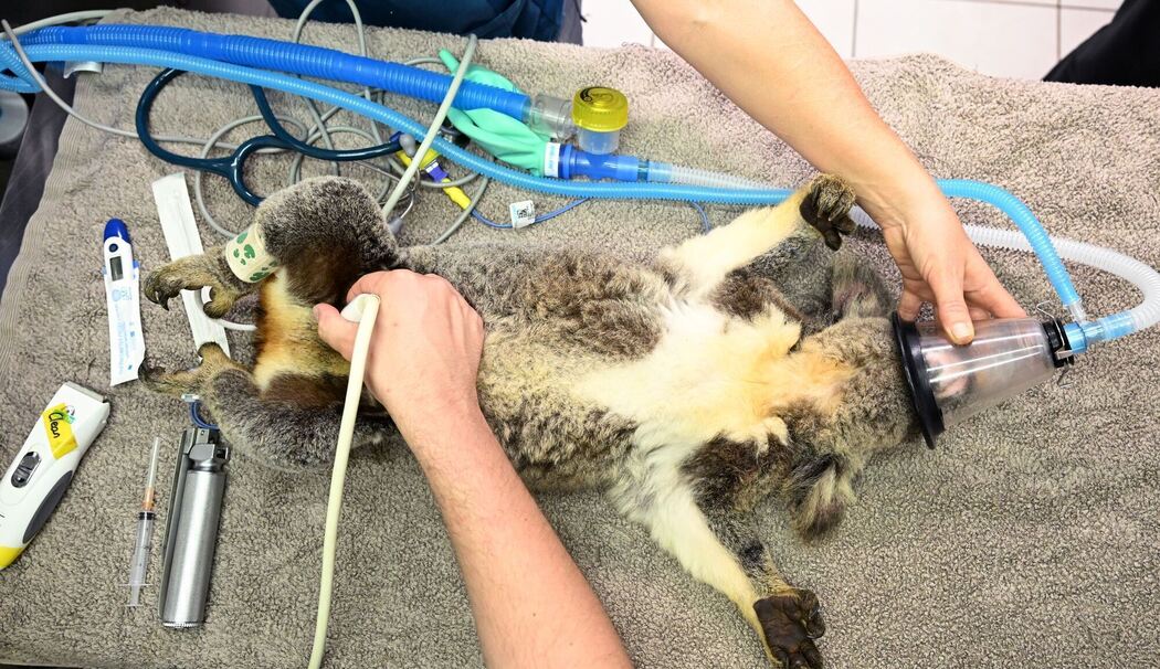 Impfstoff für Koalas