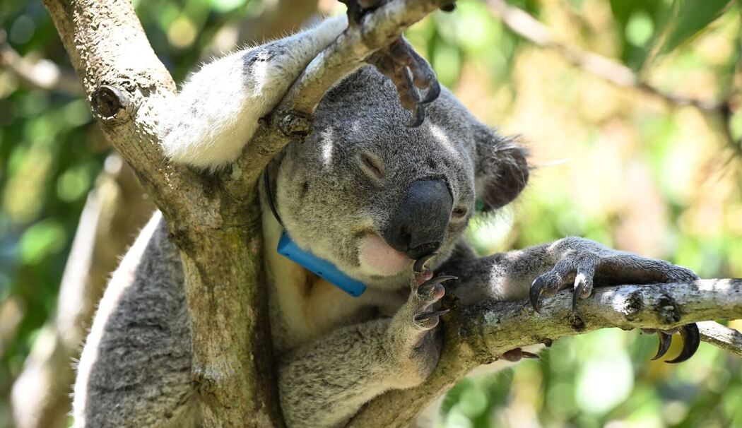 Impfstoff für Koalas