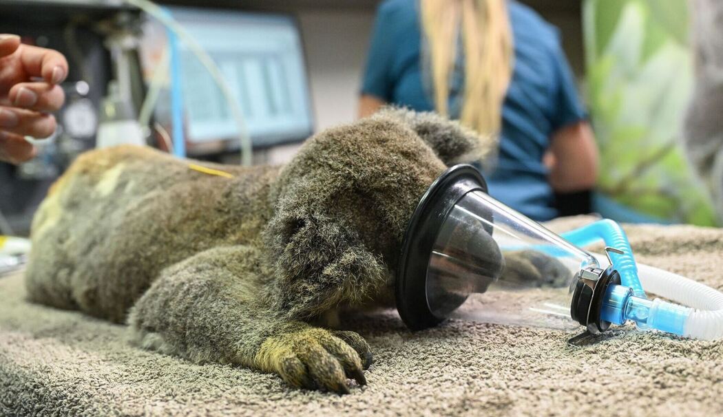 Impfstoff für Koalas