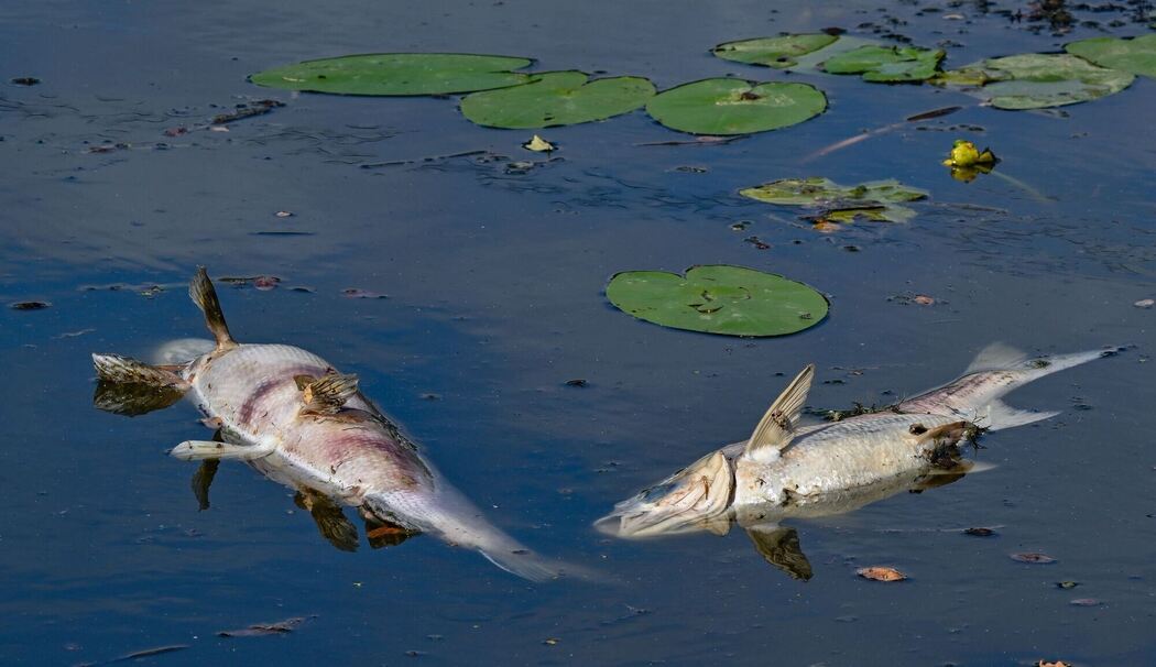 Tote Fische