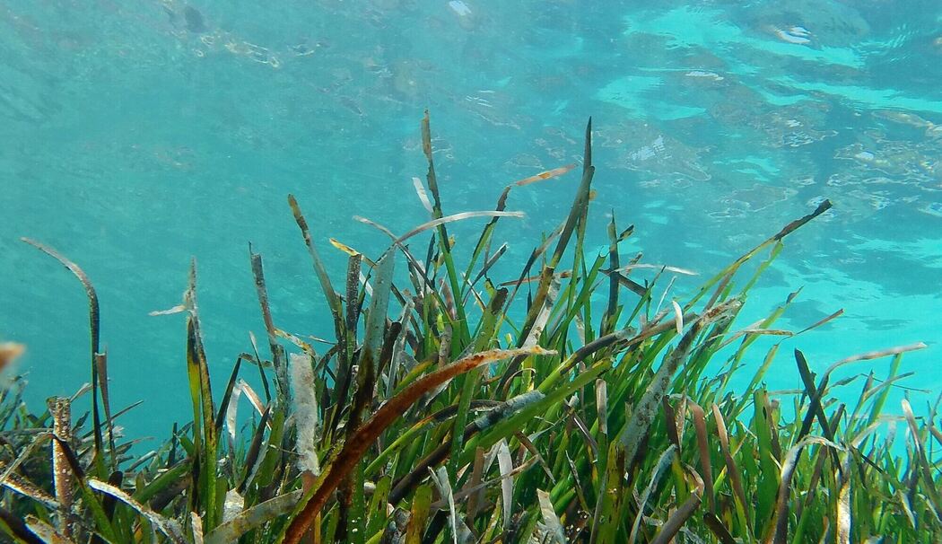 Neptungras in den Gewässern vor Mallorca
