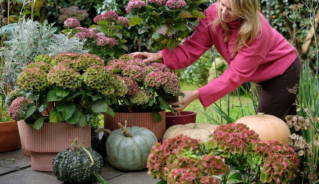 Herbstliche Deko mit Hortensien und Kürbissen