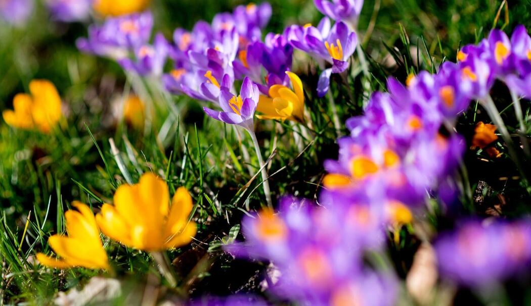Blühende Krokusse