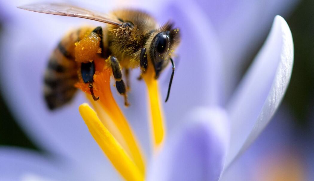 Eine Biene sammelt in einer Krokusblüte Pollen