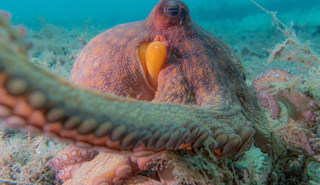 Wie Kraken ihre Arme nutzen