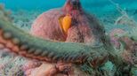 Wie Kraken ihre Arme nutzen