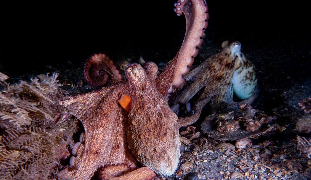 Wie Kraken ihre Arme nutzen