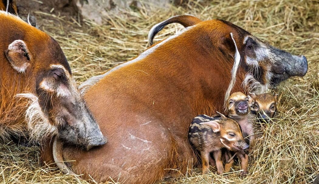 Pinselohrschwein-Nachwuchs im Opel-Zoo