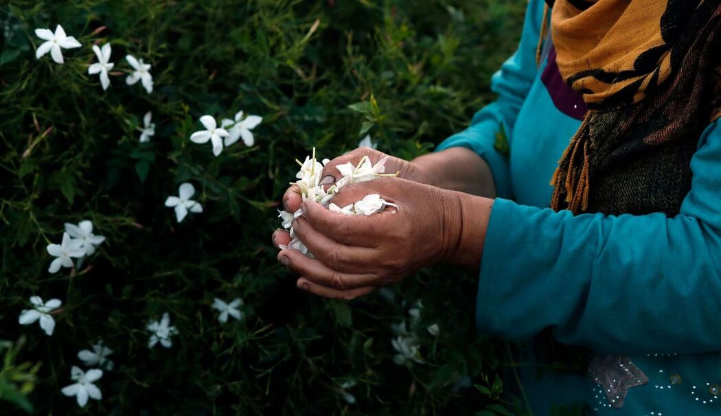 Jasminblütenernte in Ägypten
