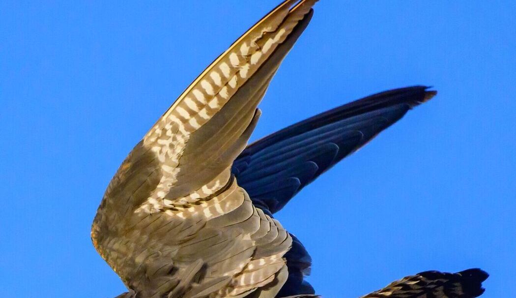 Rotfußfalke auf dem Weg nach Afrika