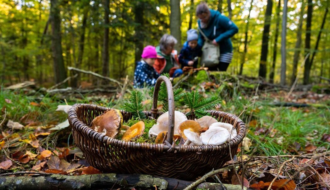 Familie sammelt gemeinsam Pilze in einem Wald