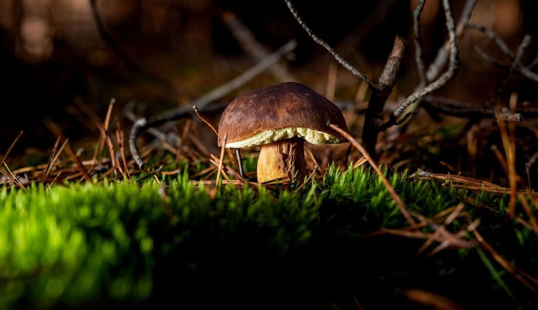 Maronenröhrling wächst in einem Wald